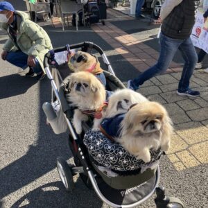 マルシェに遊びに来た犬