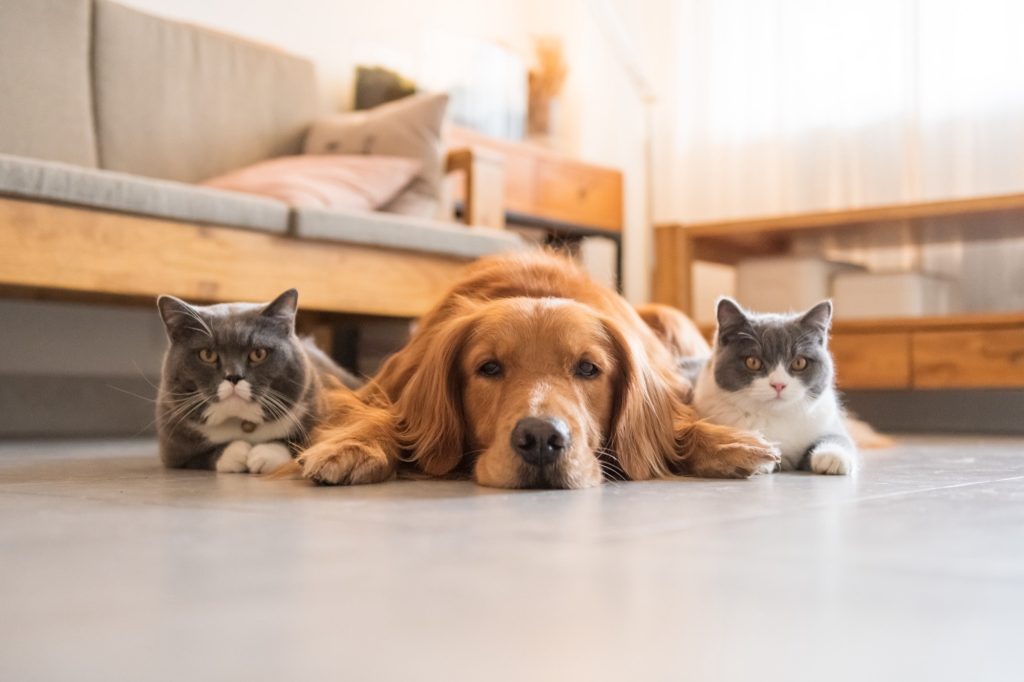 床に寝転ぶ犬と猫