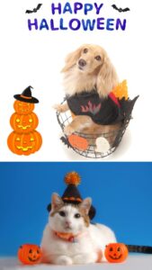 わんにゃんハロウィン