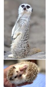 ミーアキャット