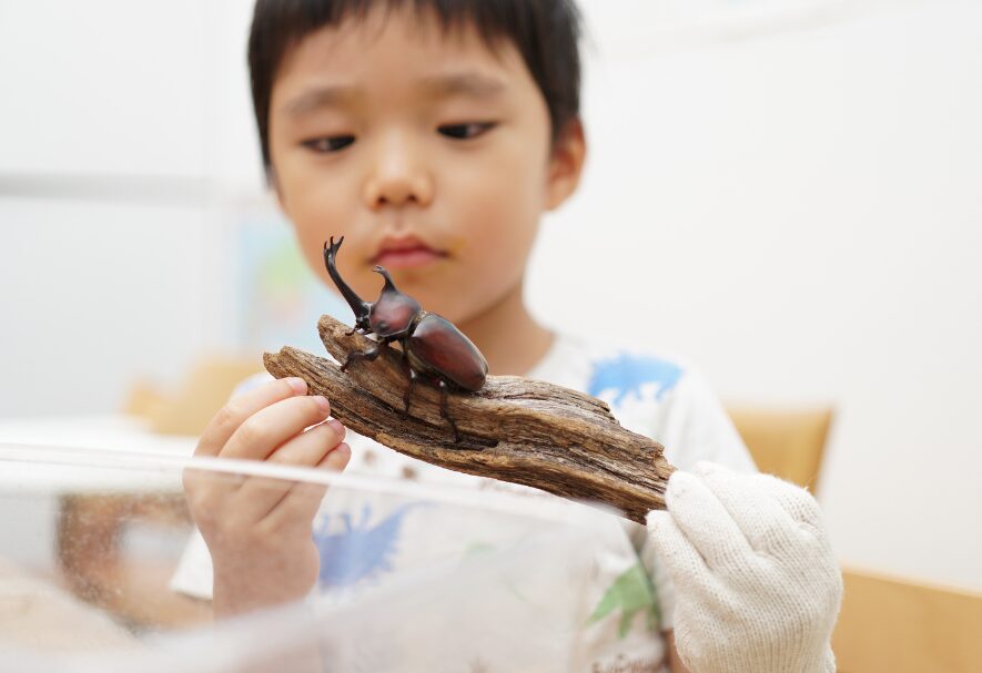カブトムシの家づくりから学ぶ、家族が心地よく暮らせる住まい